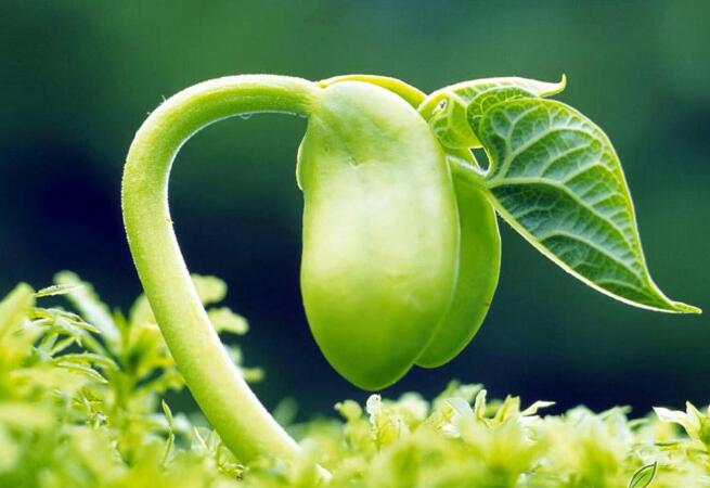 Suplementos de fitosterol pueden salvar la UE 5,3 billones de euros al año