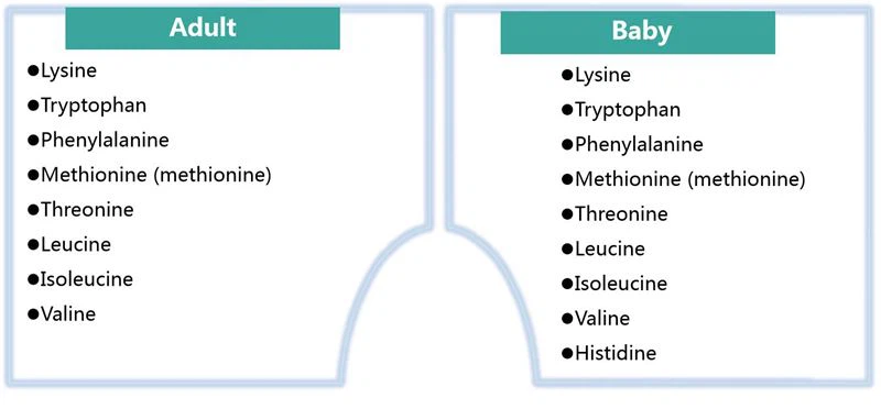 What is Essential Amino Acid(EAA)