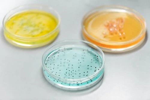 Fermented product advantages
