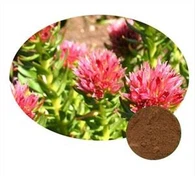 Extracto de Rhodiola Rosea en polvo