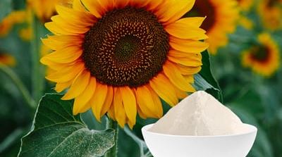 ¿Para qué se puede utilizar el polvo de aceite de girasol?