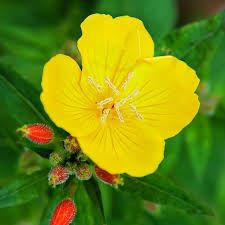 What Are The Benefits Of Evening Primrose Oil?